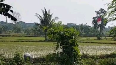 Tanah Elit Dijual di Balaraja, Tangerang, Harga 187 Miliar