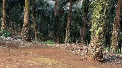 Dijual Kavling 1897 m2 Lokasi Cluster Mewah Pakuhaji