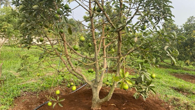 Tanah Elit Dijual di Parung Kuda, Sukabumi, Harga 5760 Triliun