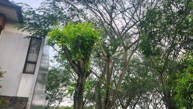 Tanah Dekat Komersil di Cisauk, Cocok untuk Buka Usaha
