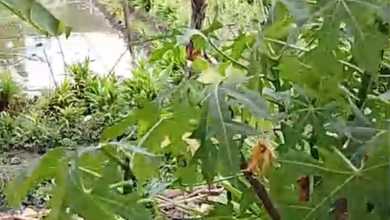 Kavling Prestisius Dijual di Kosambi, Tangerang, Harga 22,5 Miliar