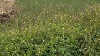 For Sale Tanah Premium di Mauk, Tangerang, LT 120000m²