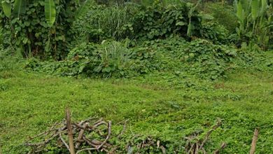 Dijual Tanah Eksklusif di Rangkasbitung, Lebak, LT 3000000m²