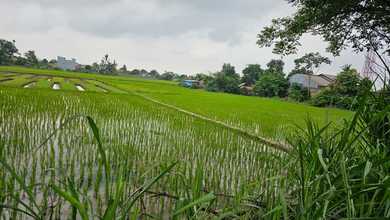 Tanah Luas 24592 m2 Kawasan Strategis Sepatan, Dijual Terjangkau