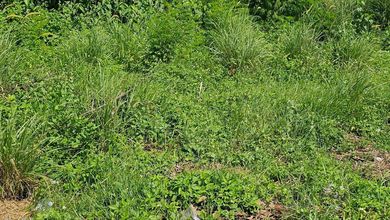 Tanah Komersial Elit Disewakan di Area Tangerang, Harga 21,6 Miliar