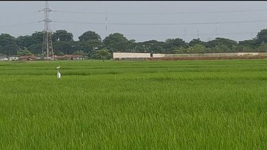 Dijual Tanah Premium di Karawang Barat, Karawang, LT 75000m²