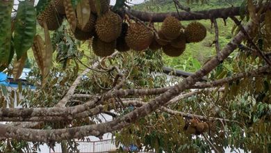 Kavling Prestisius Dijual di Sukanagara, Cianjur, Harga 650 Triliun