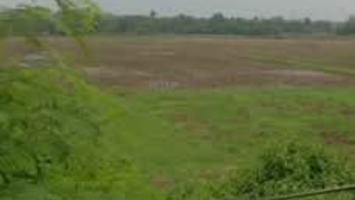 Dijual Tanah Premium di Panongan, Tangerang, LT 300000m²