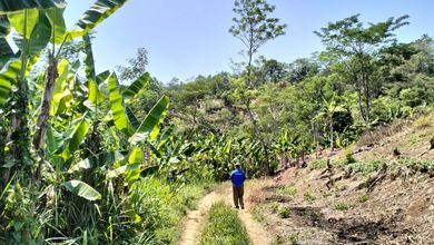 Tanah Elit Dijual di Cianjur, Cianjur, Harga 325 Miliar
