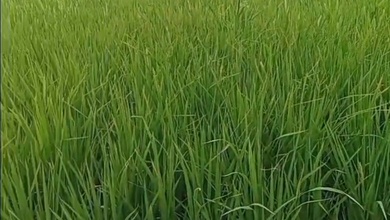 Tanah Elit Dijual di Brebes, Brebes, Harga 38,5 Miliar