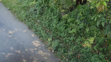 Tanah Favorit di Area Tanjungsari, Bogor, LT 6000m²