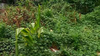 Kavling Prestisius Dijual di Bendungan Hilir, Jakarta Pusat, Harga 4,86 Triliun