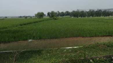 For Sale Tanah Eksklusif di Widang, Tuban, LT 30000m²