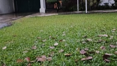 Kesempatan Langka, rumah Mewah di Rawa Belong, Jakarta Barat, LB 300m²