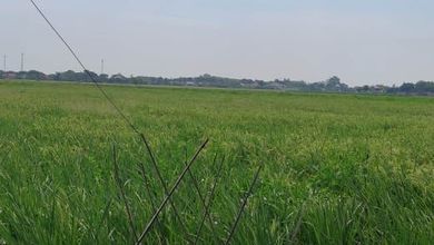 Tanah Elit Dijual di Rengasdengklok, Karawang, Harga 132 Miliar