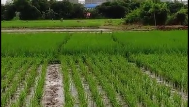 Kavling Prestisius Dijual di Subang, Subang, Harga 54 Miliar