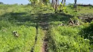 Dijual Tanah Murah di Kerambitan, Tabanan, LT 300m²