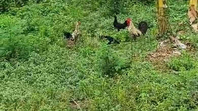 Kavling Prestisius Dijual di Rawamangun, Jakarta Timur, Harga 742 Miliar