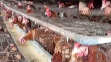 Bogor [Kandang Ayam] = Tempat Usaha Masih Aktif 2.2Ha