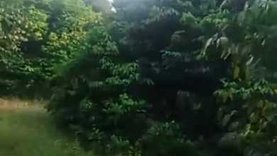 Tanah Elit Dijual di Subang, Subang, Harga 440 Miliar