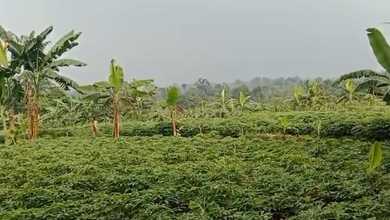 Dijual Tanah Eksklusif di Dramaga, Bogor, LT 190000m²