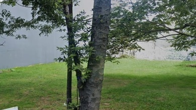 Kavling Prestisius Dijual di Puri Indah, Jakarta Barat, Harga 20 Miliar