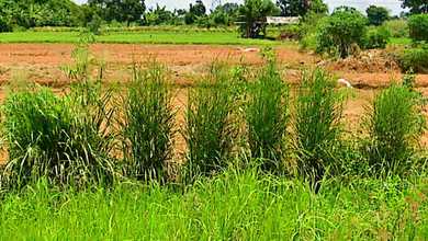 For Sale Tanah Premium di Balaraja, Tangerang, LT 50000m²