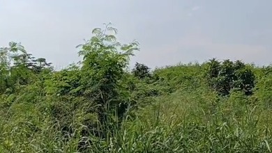 Tanah Sewa Lokasi Bagus di Alam Sutera, Tangerang, Luas 1000m²