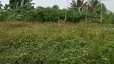 Jual Cepat Tanah Terjangkau di Balaraja, Tangerang, LT 5510m²