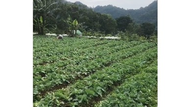 Kavling Prestisius Dijual di Cipanas, Cianjur, Harga 120 Miliar