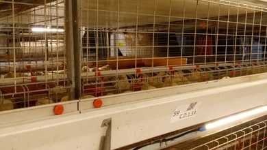 Dijual Ruang Usaha Peternakan di Temanggung Jawa Tengah