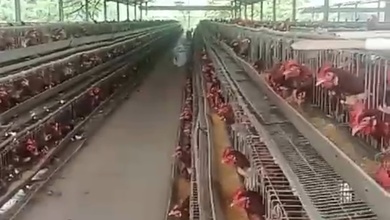 Dijual Lahan Bonus Usaha Peternakan 