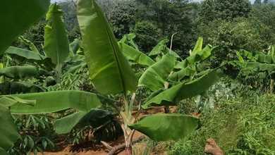 Promo Tanah Strategis di Bogor Timur, Bogor, Harga 763 Juta