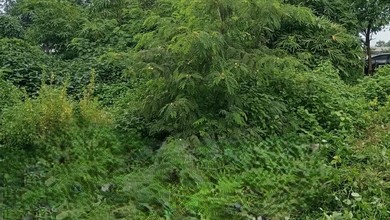 Jual Terjangkau Tanah 1200 m2 Tempat Strategis