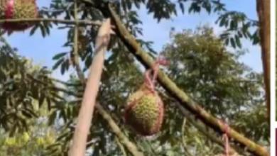 Tanah Nyaman untuk Hunian di Jasinga, Bogor, Luas 10m²