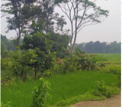 Dijual Tanah Eksklusif di Tigaraksa, Tangerang, LT 150000m²