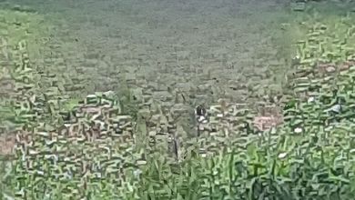 Tanah Elit Dijual di Lippo Karawaci, Tangerang, Harga 5,47 Miliar