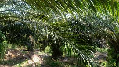 Dijual Tanah Eksklusif di Cibitung, Pandeglang, LT 1000000m²