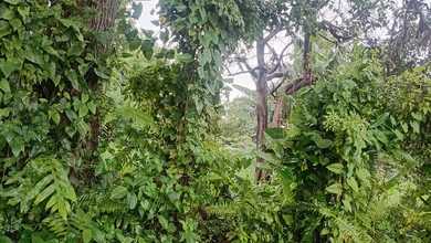 Kavling Prestisius Dijual di Ciomas, Bogor, Harga 750 Miliar