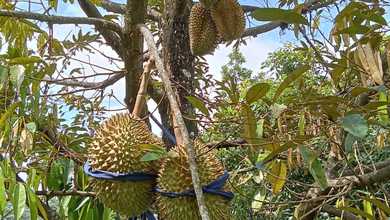 Tanah Ideal untuk Hunian di Jepara, Jepara, Luas 10240m²