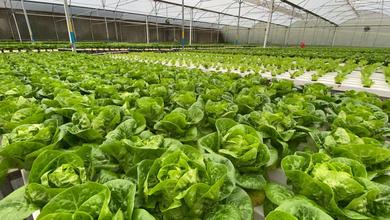 Dijual Tanah Premium di Subang, Subang, LT 120000m²