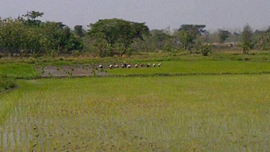 Dijual Tanah di Lokasi Premium Kesamben, Jombang, Harga 1,11 Miliar