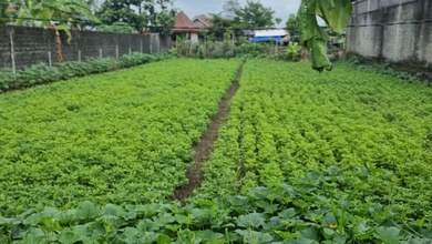 Kavling Prestisius Dijual di Ngaglik, Sleman, Harga 3,83 Miliar