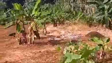 Tanah Elit Dijual di Cisauk, Tangerang, Harga 7,12 Miliar