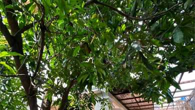 Rumah Elit Luas 528 m2, di Duren Sawit, Jakarta Timur