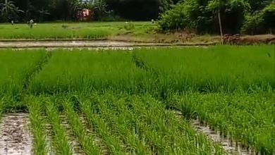 Kavling Prestisius Dijual di Subang, Kuningan, Harga 45 Miliar