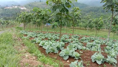 Dijual Tanah Eksklusif di Majalengka Kota, Majalengka, LT 400000m²