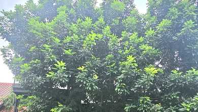 Sewa Rumah Favorit di Raffles Hills, Jakarta Timur, Harga Terjangkau