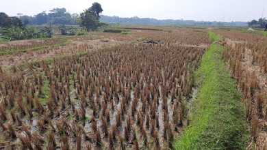 Tanah Favorit di Area Cariu, Bogor, LT 8215m²