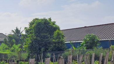 Dijual Tanah di Lokasi Premium Ciomas, Bogor, Harga 1,9 Miliar